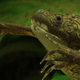 Illustration for article titled Eternal Youth Goes Really Dark In The African Clawed Frog
